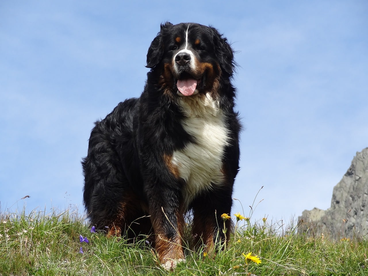 bernese mountain dog 2148857 1280