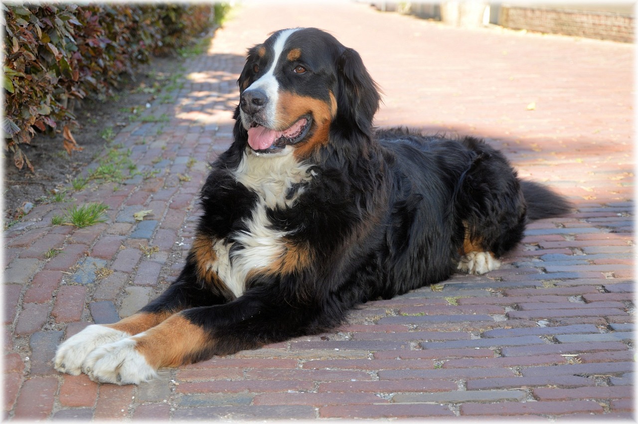 bernese mountain dog 216113 1280 1 1