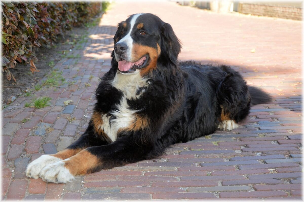 bernese mountain dog 216113 1280 1 e1728322760306