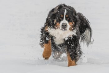 bernese mountain dog 3202019 1280 350x234 1