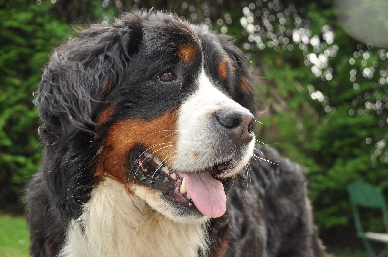 Bernese Mountain Dog