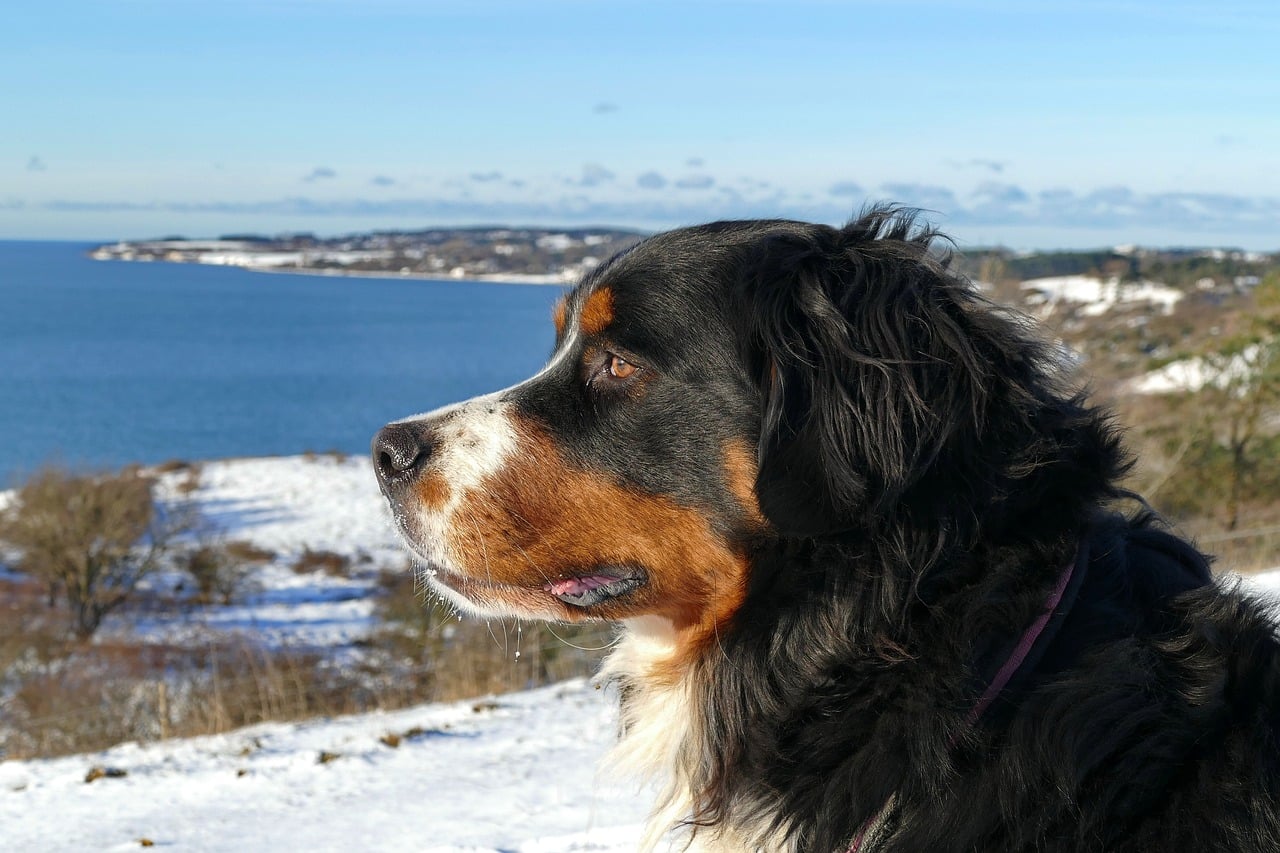 bernese mountain dog 4516480 1280