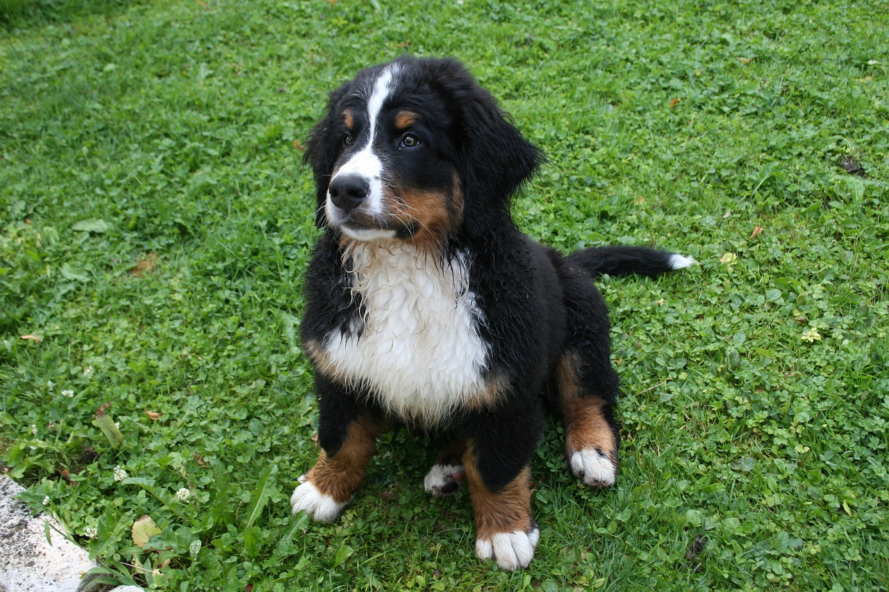 bernese mountain dog 4592560 1280