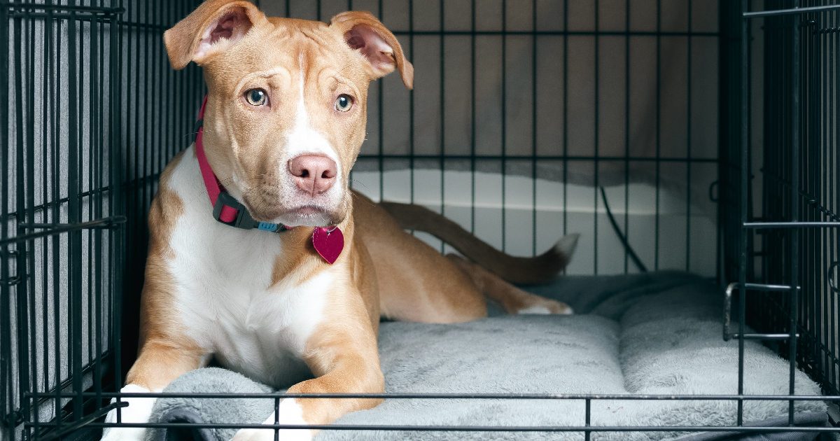 best dog crate beds