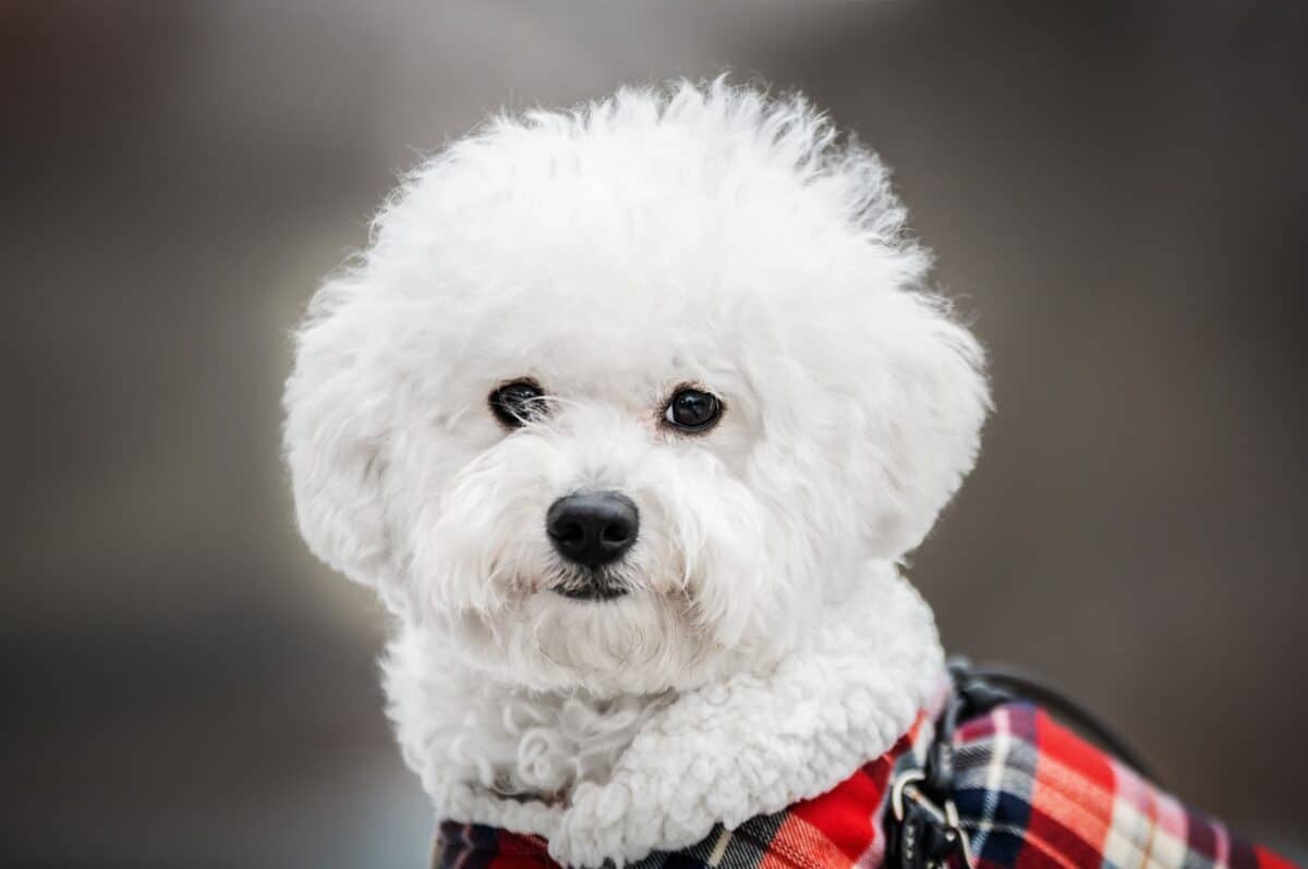 bichon 6040390 1280 e1728584027498