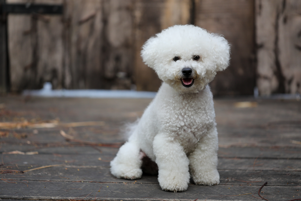 bichon frise dog sitting on wooden surface