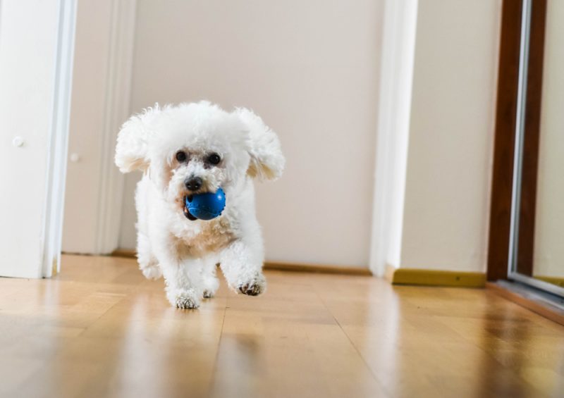 bichon frise playing and running with dog indoors in an apartment