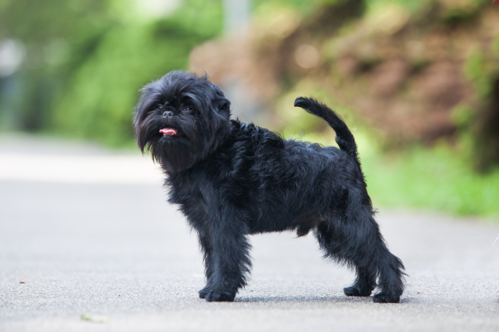 black affenpinscher dog standing in the park