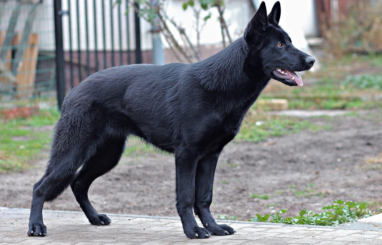 black german shepherd 2994409 1280