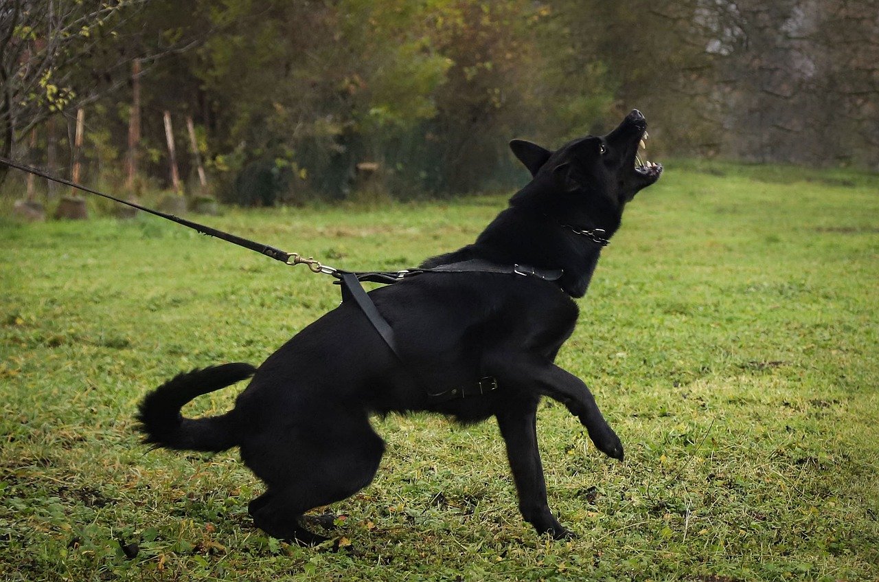 black german shepherd 7675537 1280