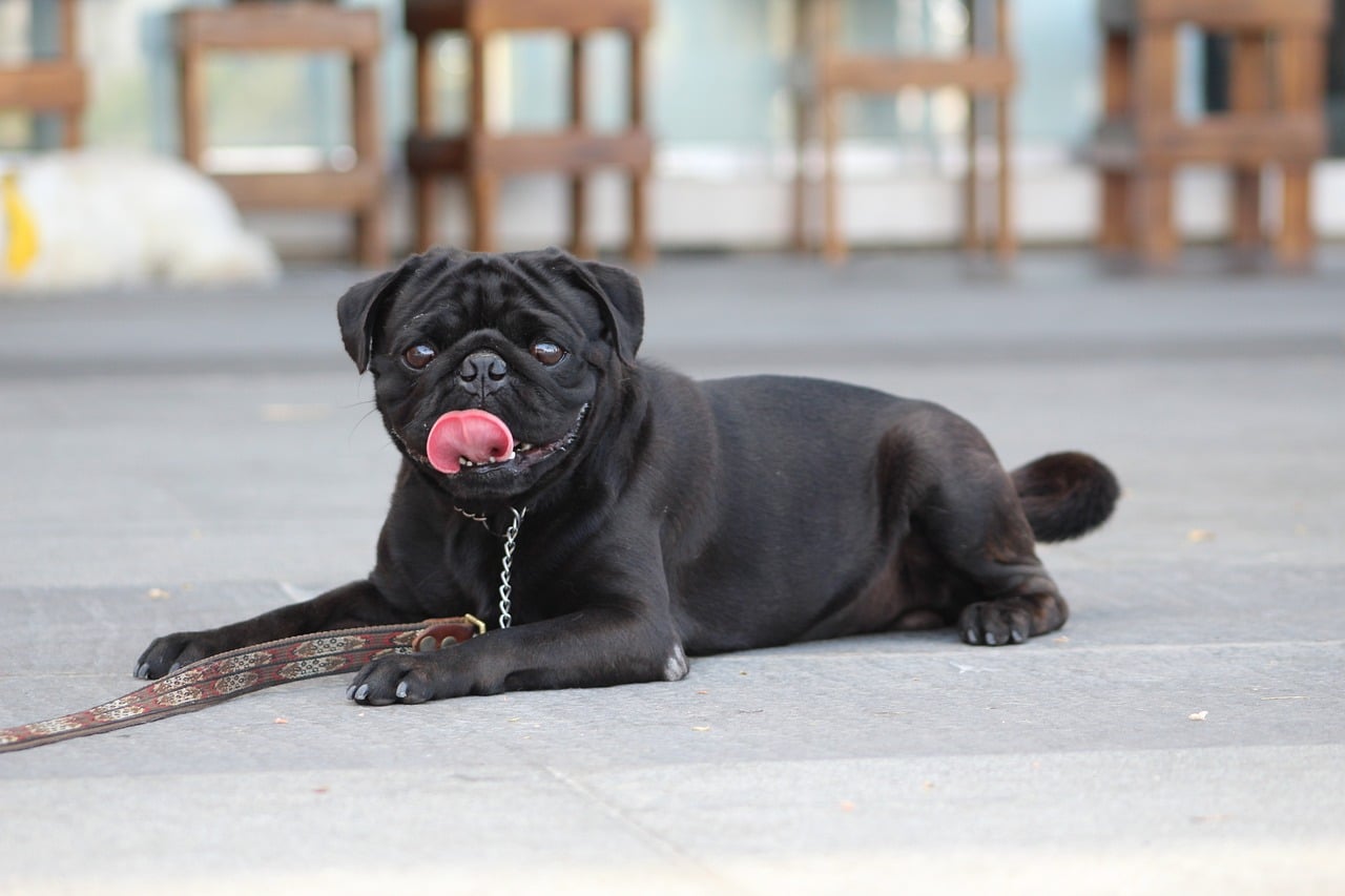 black pug 5237080 1280