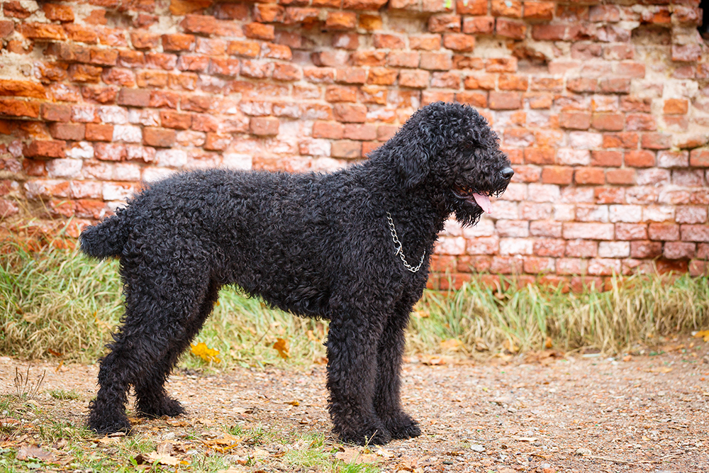 Black russian terrier dog