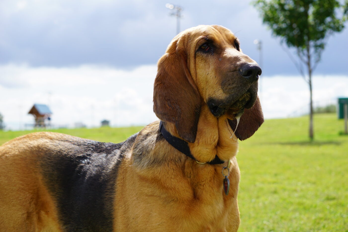 bloodhound 03 1400x933 1