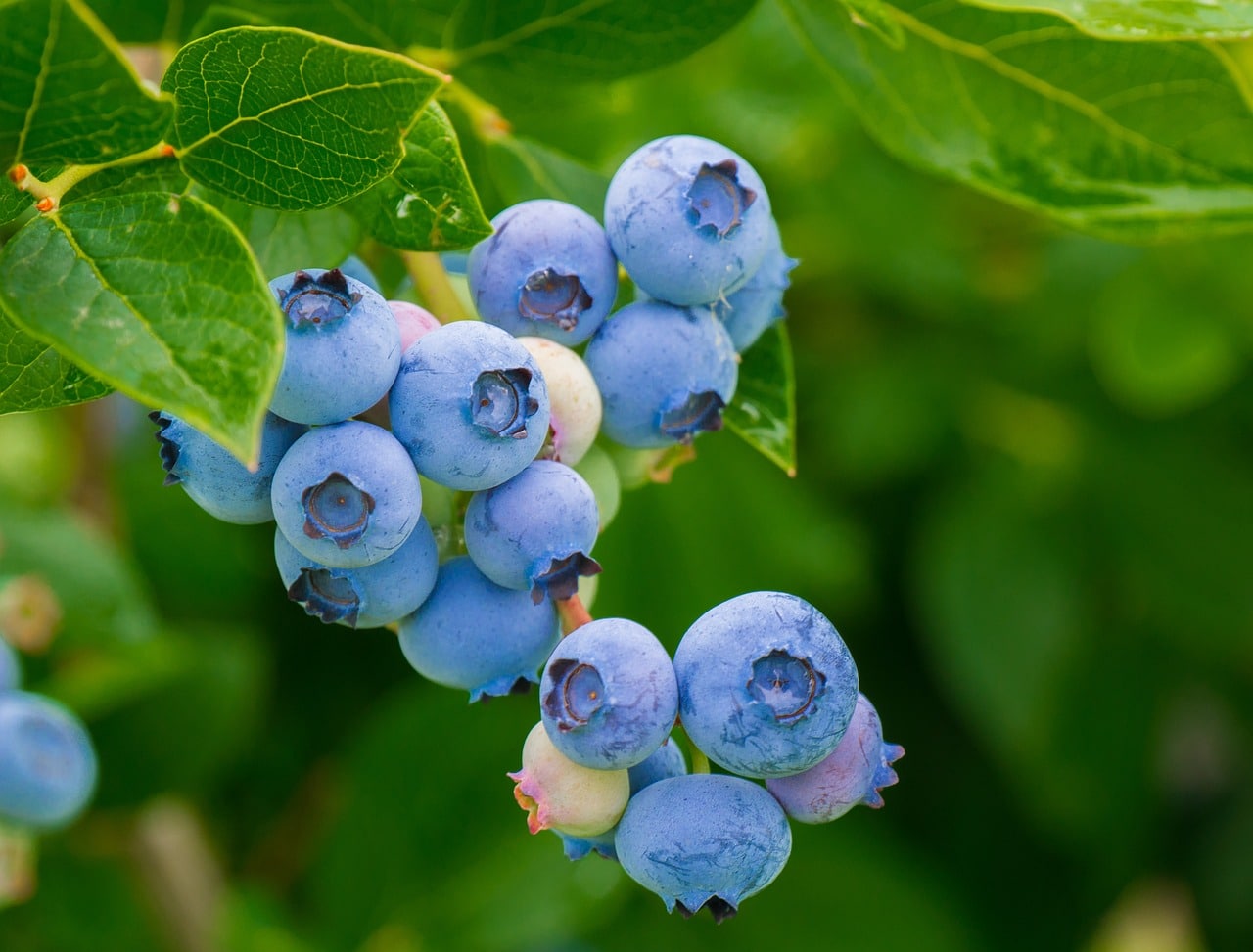 blueberries 3548239 1280 1