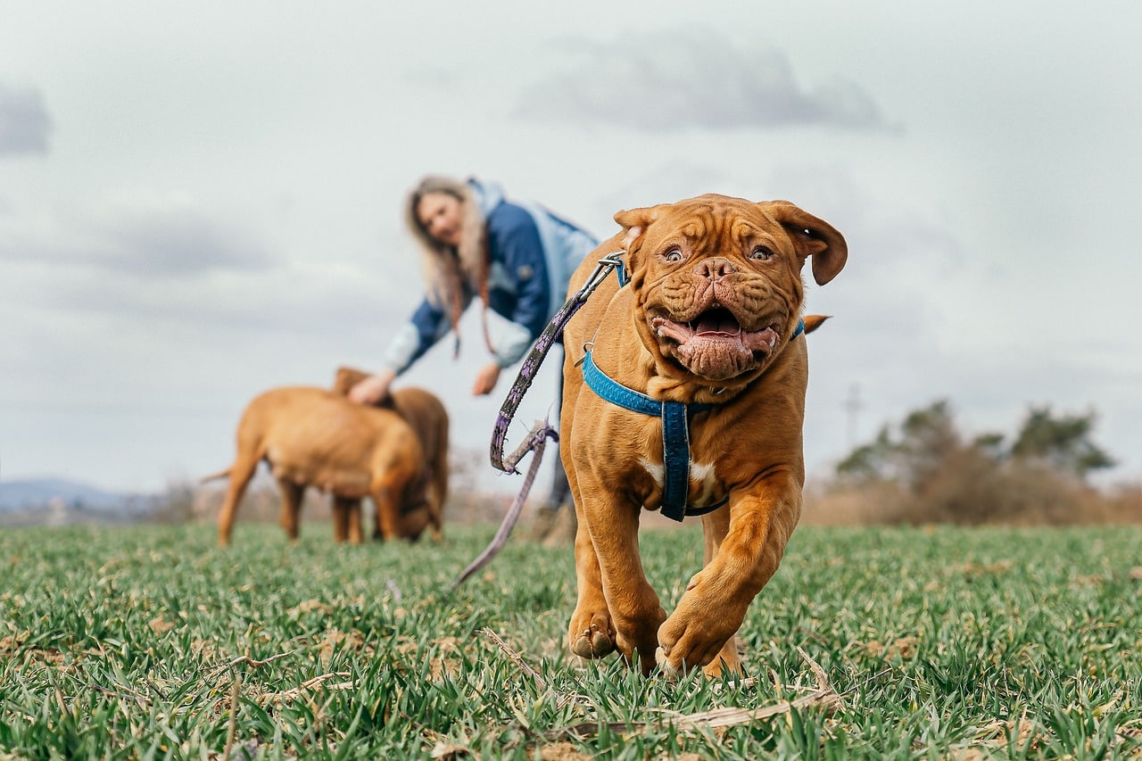 bordeaux mastiff 7170006 1280 1