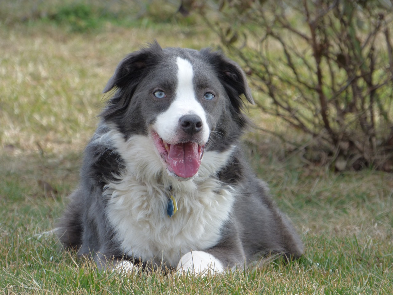 border collie 1174470 1280