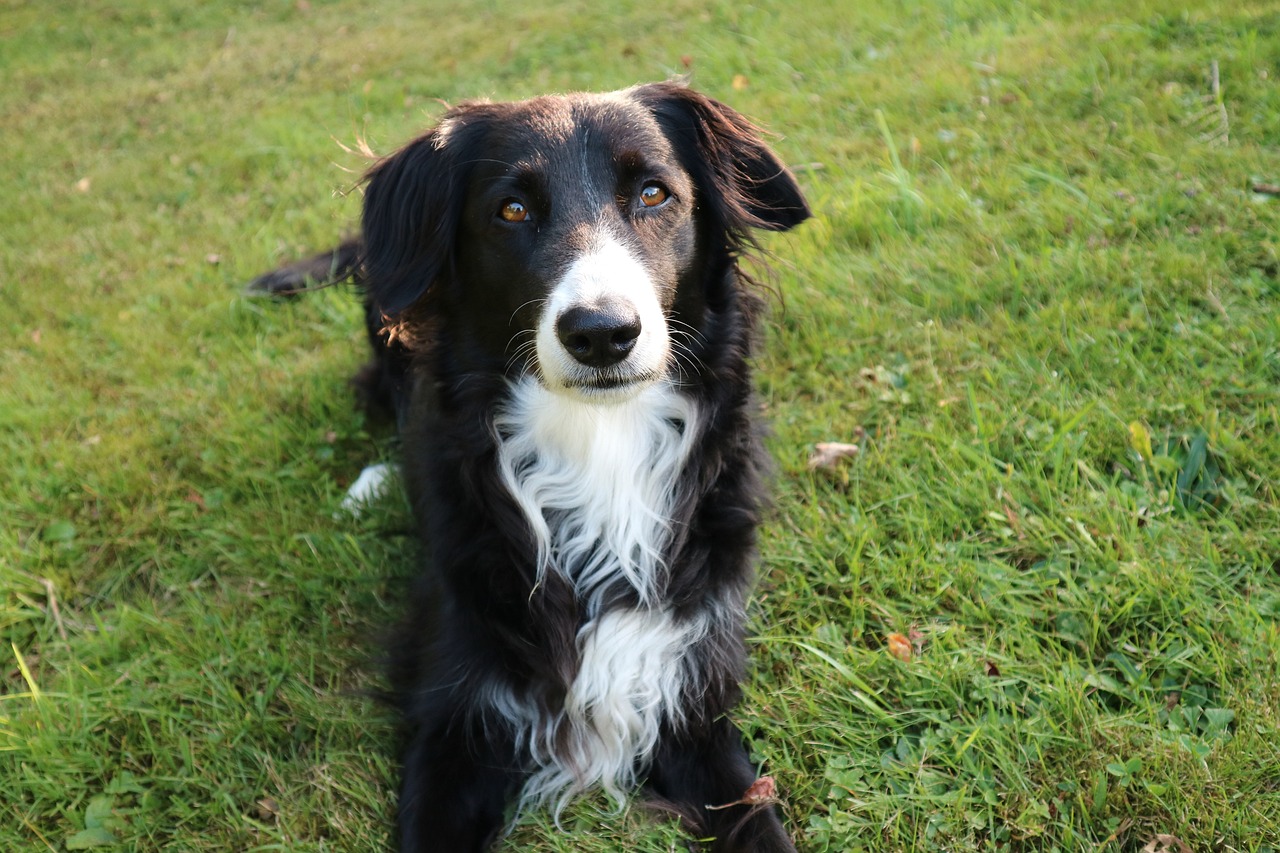 border collie 2531873 1280 1