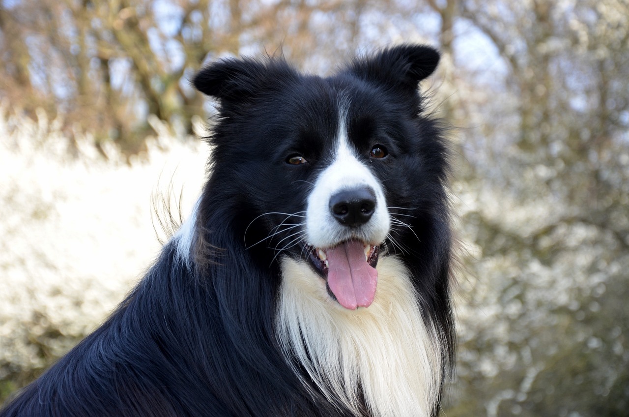 border collie 3706963 1280 1