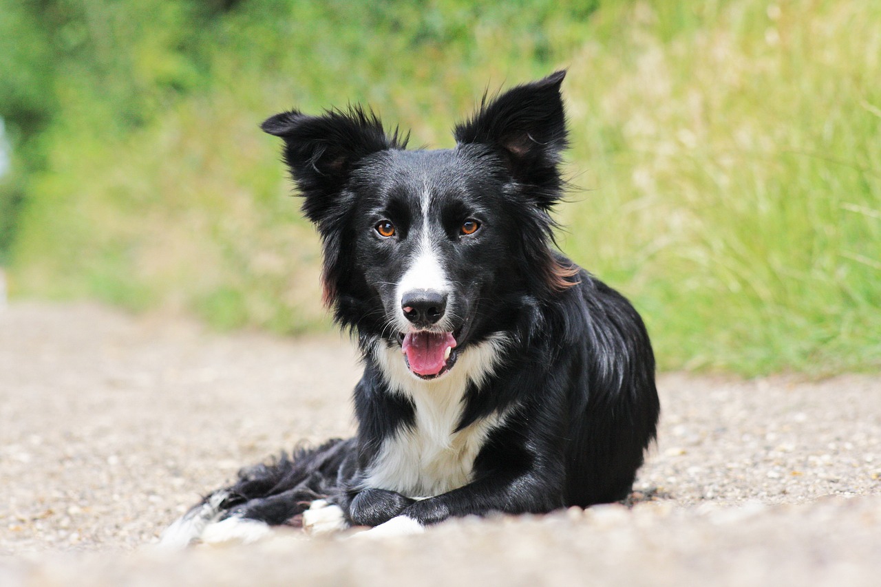 border collie 5324983 1280 1