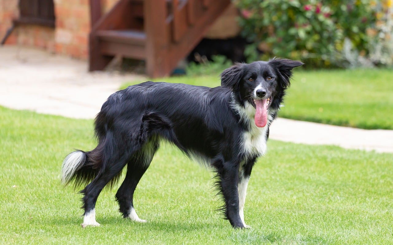 border collie 5473632 1280 1