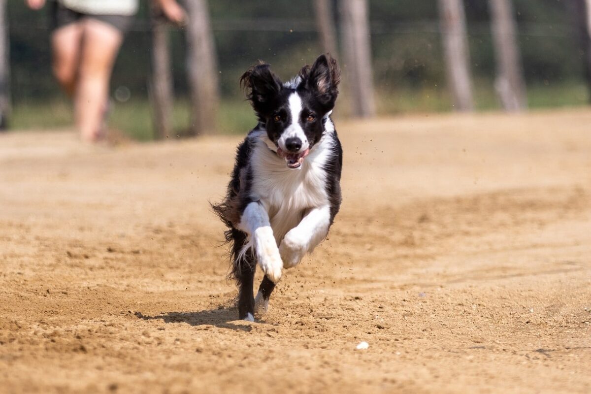 border collie 5570833 1280 e1728650798131