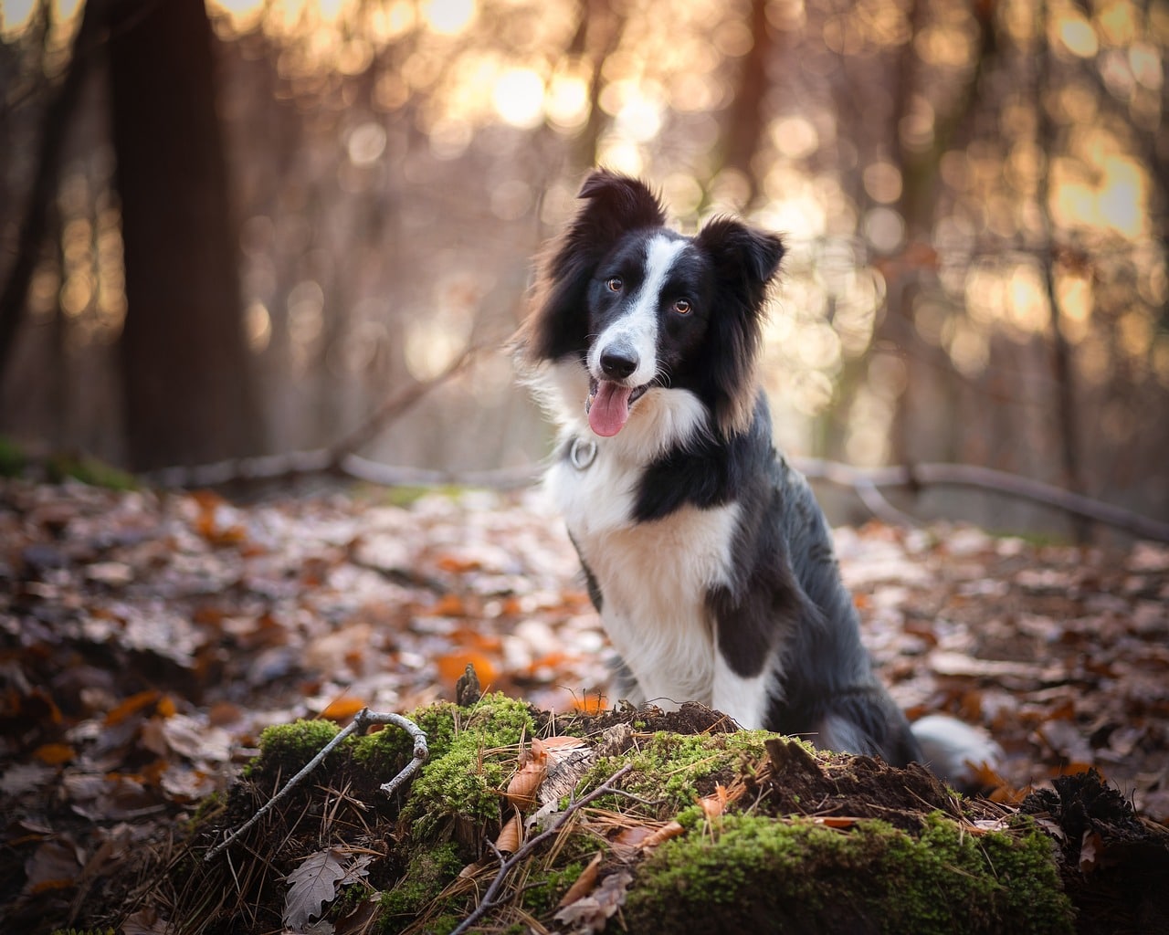 border collie 5812683 1280