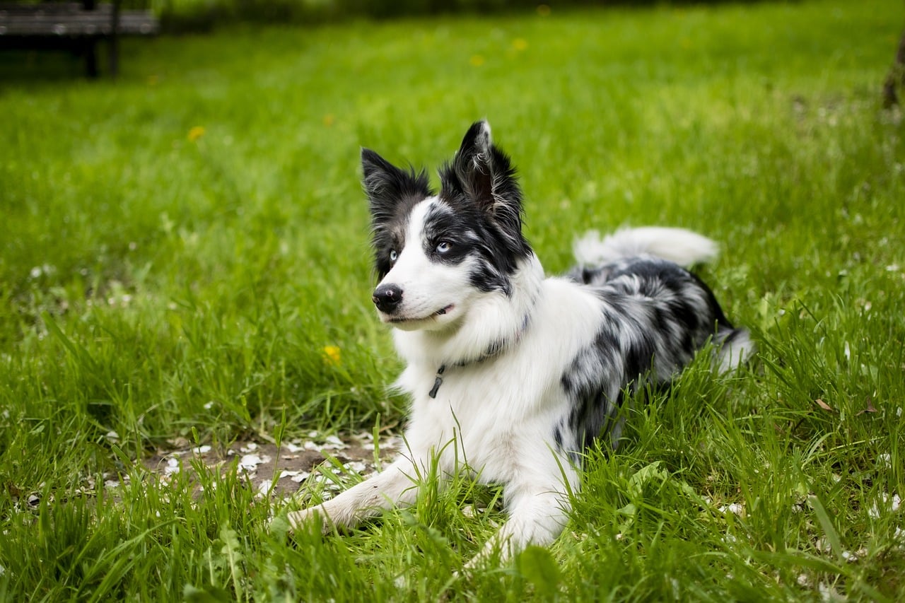 border collie 6282372 1280 1