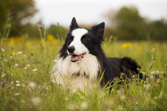 border collie 6391794 640 1