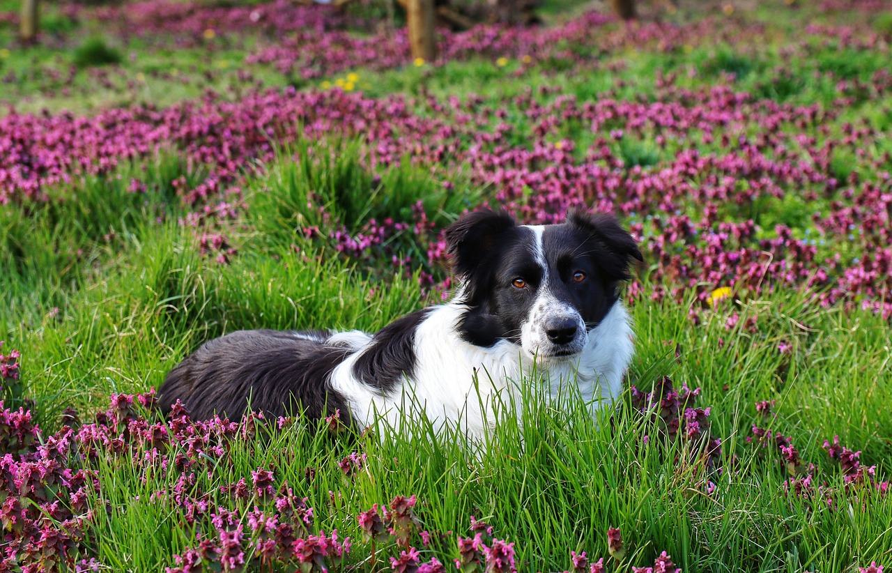 border collie 6476435 1280 2