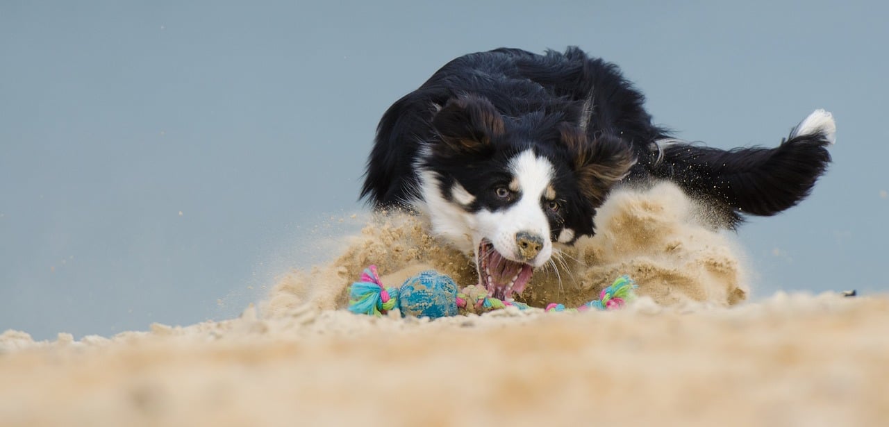 border collie 661163 1280 1