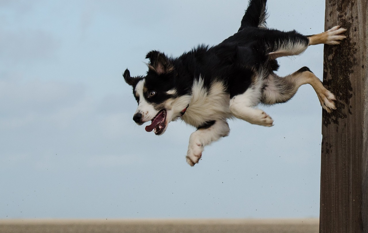 border collie 662711 1280 1