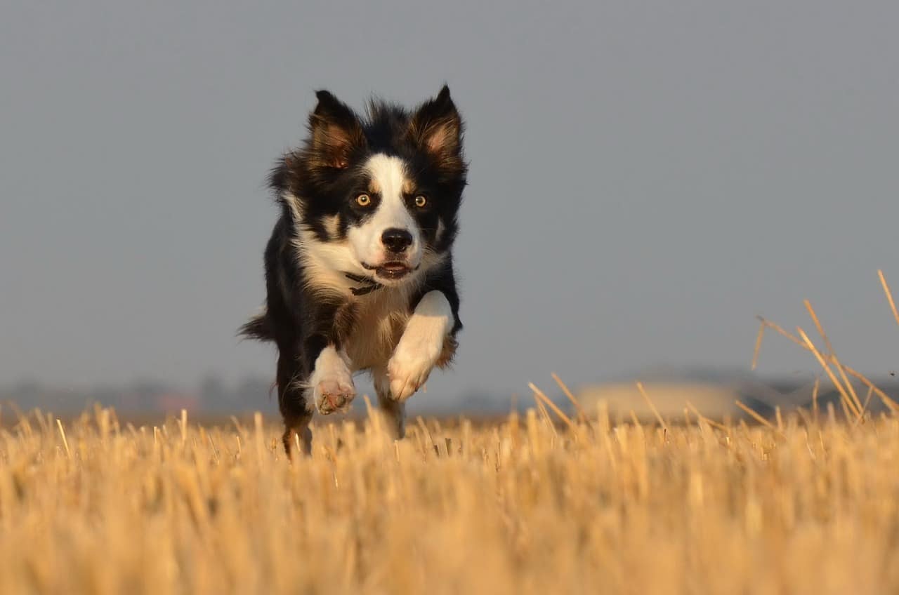 border collie 672574 1280