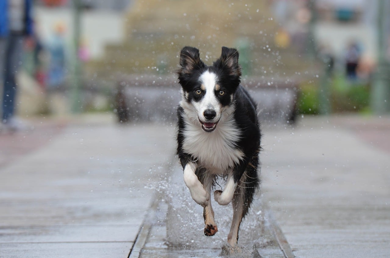 border collie 696673 1280 1