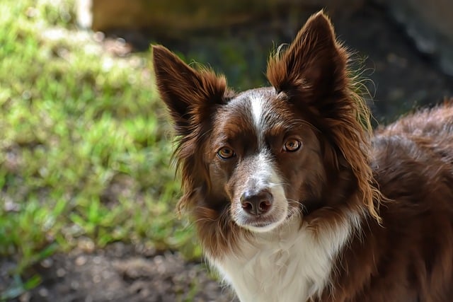 border collie 7467777 640 1