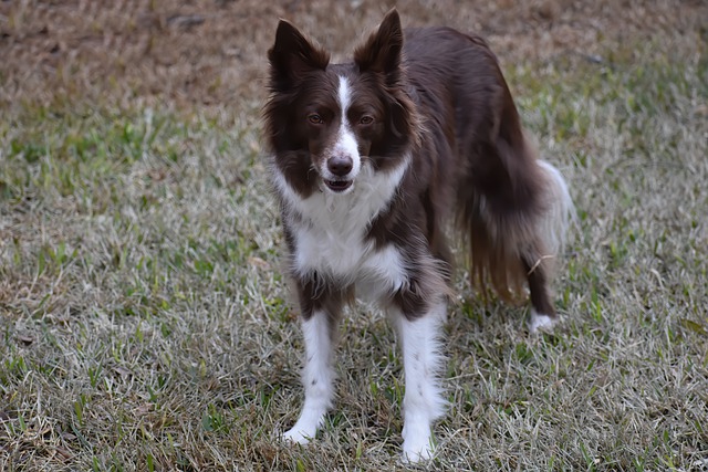 border collie 7687613 640