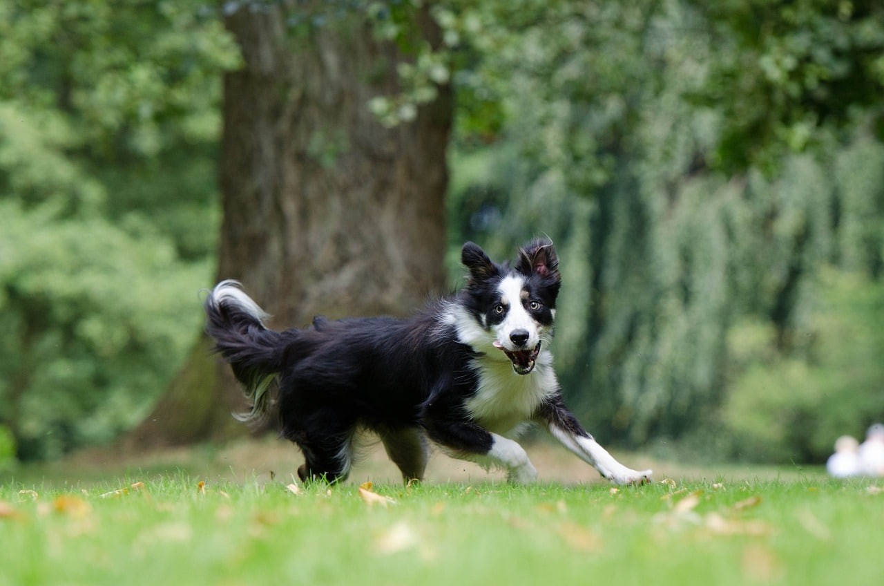 border collie 794399 1280 1