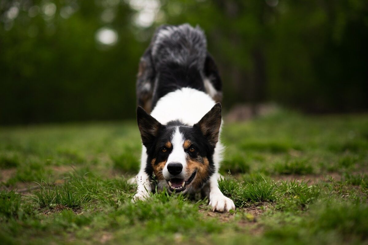 Border Collie dog