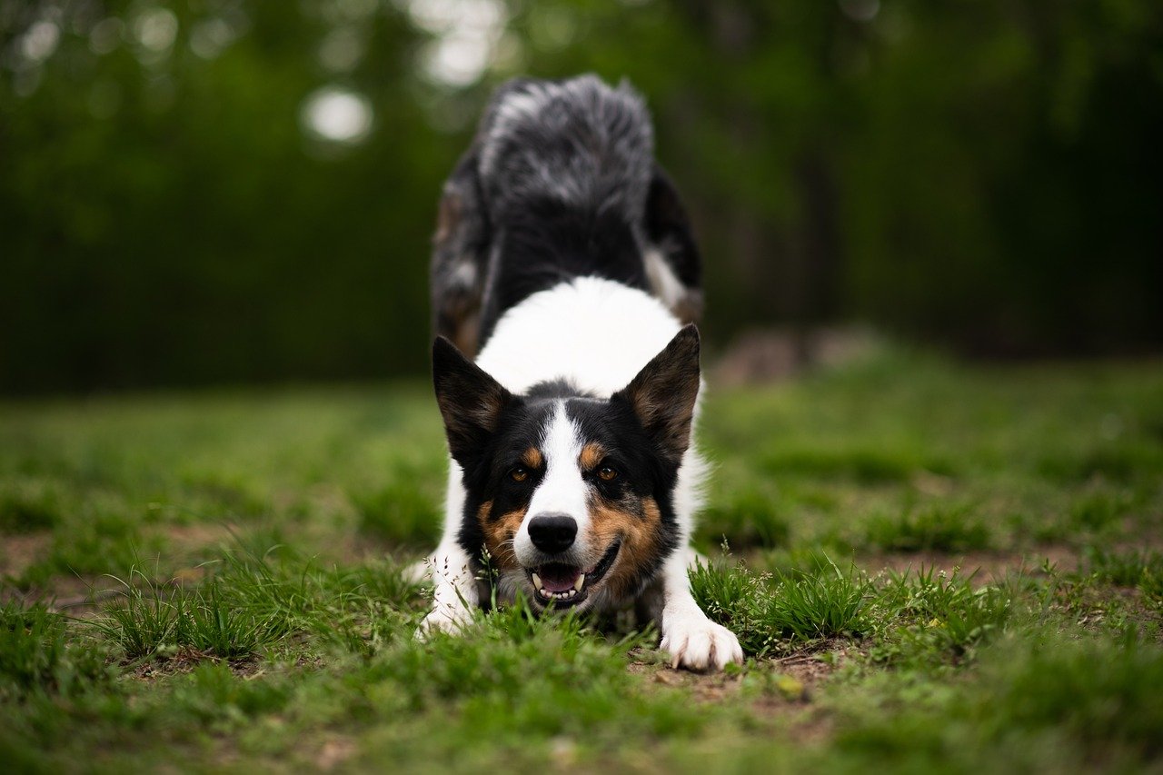 Border Collie