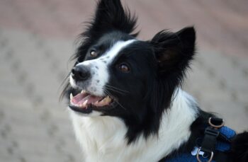 border collie 8287329 1280 1 350x229 1