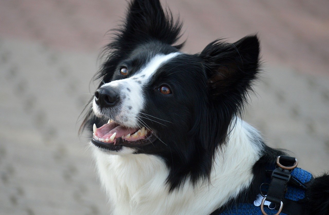 Border Collie