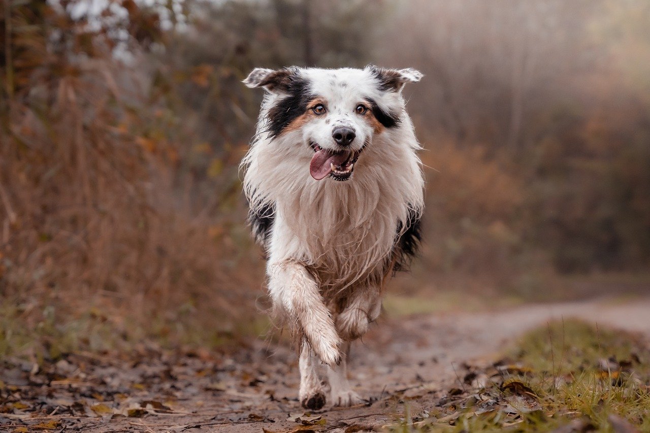 border collie 8501579 1280 1