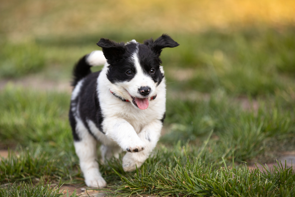 border collie puppy running outdoor