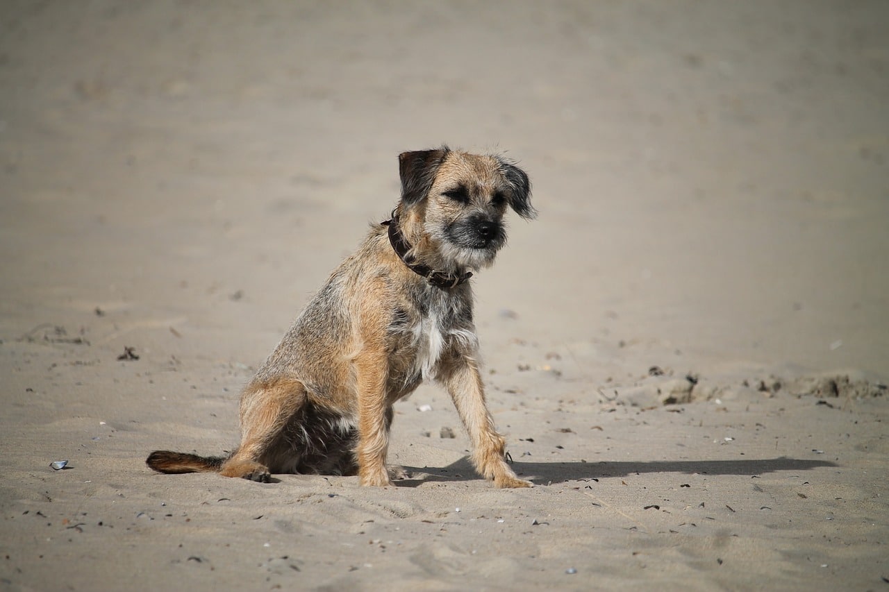 border terrier 4871194 1280 1