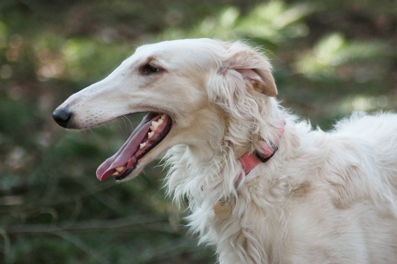 borzoi 4950553 1280 10 1