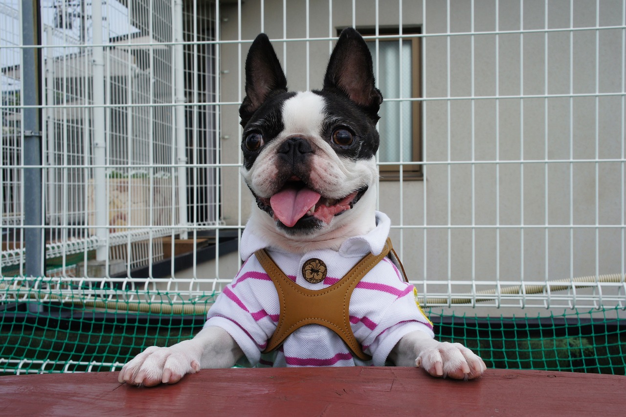 boston terrier 2007686 1280 23