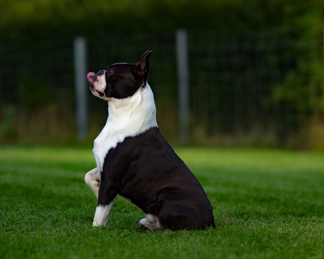 boston terrier 3029422 640 1