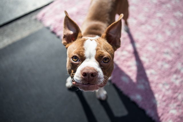 boston terrier pup 1752894 640 1