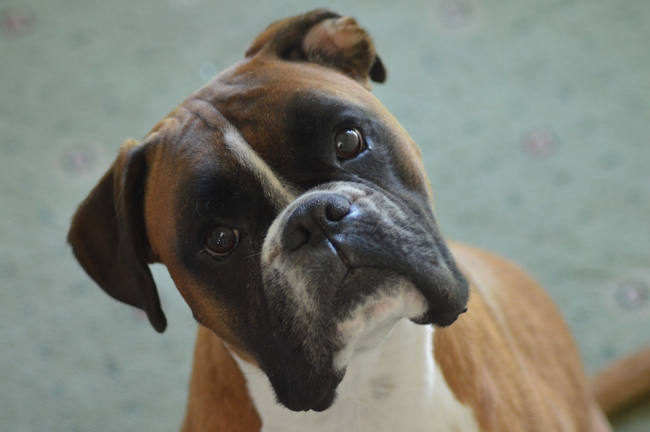 Boxer dog