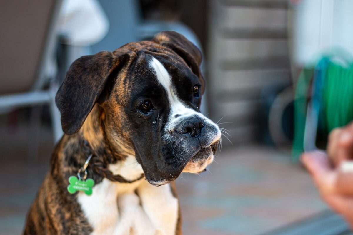 Boxer dog