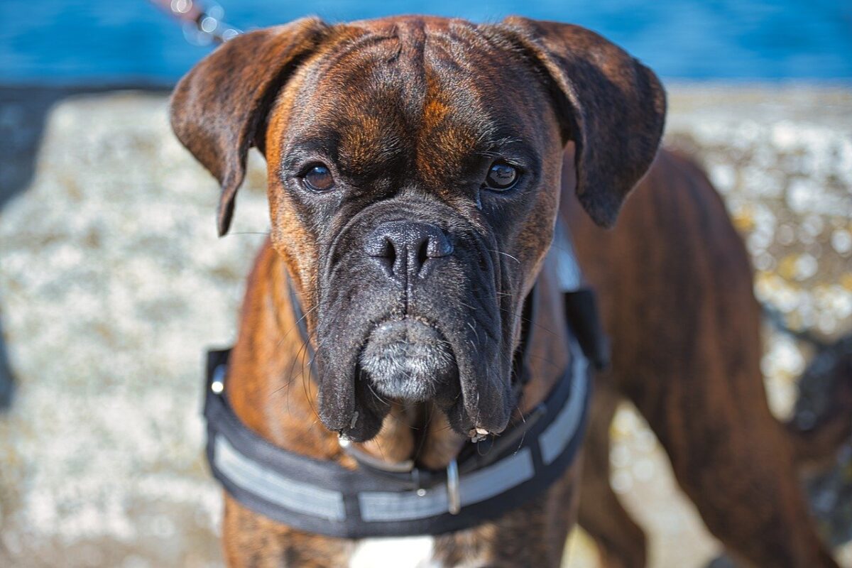 Boxer dog